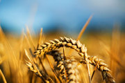 Продаем семена озимой пшеницы оптом,  семена озимой пшеницы Элита