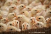 Продам птицу в  Харьковской,  Сумской,  Полтавской,  Черниговской области