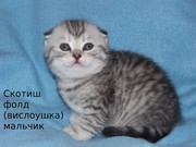 Котята шотландские