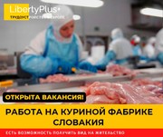 Словакия. Фабрика по переработке куриного мяса. ЗП 1200 евро чистыми